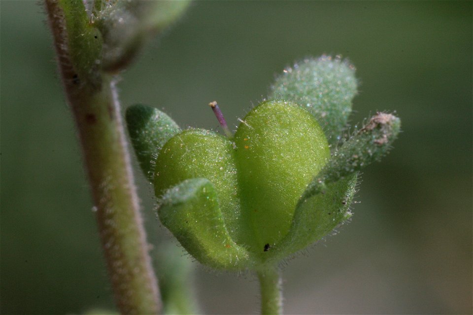 Veronica triphyllos