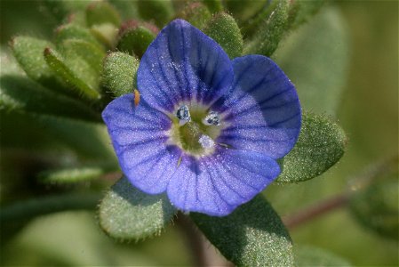 Veronica triphyllos