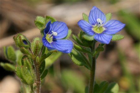 Veronica triphyllos