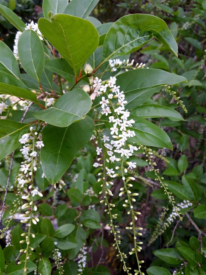 Citharexylum spinosum. Tree is found in Chazhur, Thrissur, Kerala. Tropical angiosperm species with white flowers in recemose inflorescence.