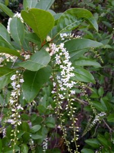 Citharexylum spinosum. Tree is found in Chazhur, Thrissur, Kerala. Tropical angiosperm species with white flowers in recemose inflorescence.