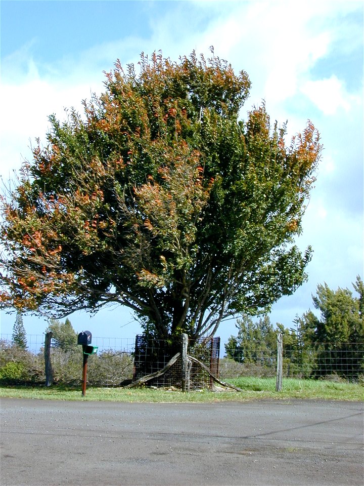 Citharexylum spinosum - Fiddlewood