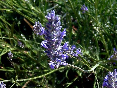 Lavandula latifolia Flowers close up Dehesa Boyal de Puertollano, Spain photo