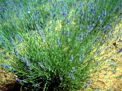 Lavandula latifolia Habitus Dehesa Boyal de Puertollano, Spain