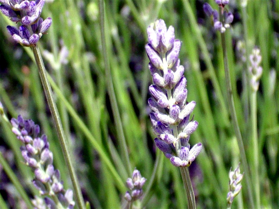 Lavandula latifolia inflorescence close up, Dehesa Boyal de Puertollano, Spain