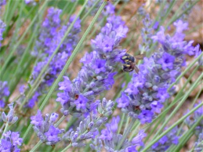 Lavandula latifolia inflorescence close up, Dehesa Boyal de Puertollano, Spain photo