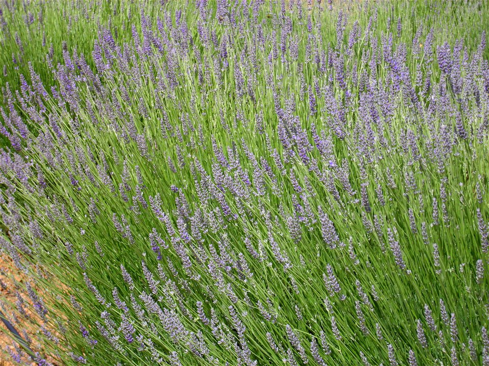 Lavandula latifolia habit, Dehesa Boyal de Puertollano, Spain
