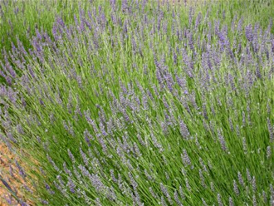 Lavandula latifolia habit, Dehesa Boyal de Puertollano, Spain
