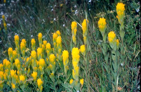 Image title: Golden paintbrush scrophulariaceae castilleja levisecta
Image from Public domain images website, http://www.public-domain-image.com/full-image/flora-plants-public-domain-images-pictures/f