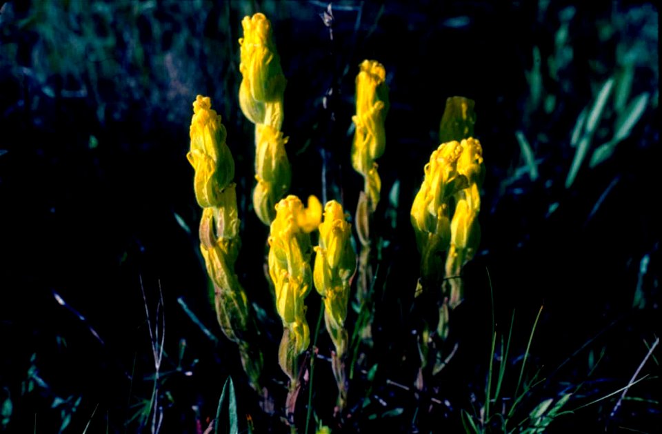 Image title: Golden paintbrush flower plant castilleja levisecta
Image from Public domain images website, http://www.public-domain-image.com/full-image/flora-plants-public-domain-images-pictures/flowe