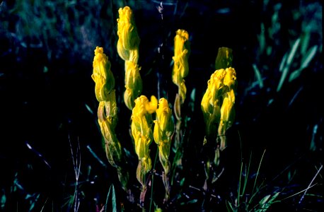 Image title: Golden paintbrush flower plant castilleja levisecta Image from Public domain images website, http://www.public-domain-image.com/full-image/flora-plants-public-domain-images-pictures/flowe photo