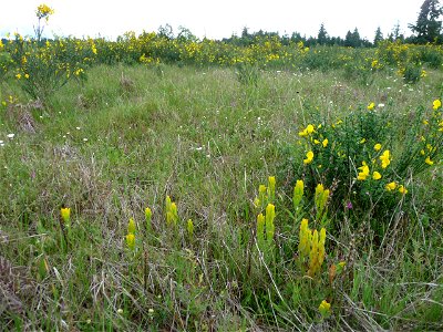 Castilleja levisecta (golden paintbrush) at Rocky Prairie, Thurston County, Washington, United States of America