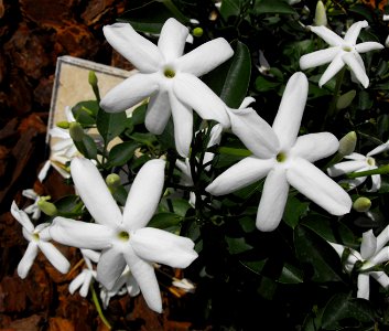 Jasminum angulare on display at the San Diego County Fair, California, USA. Identified by exhibitor's sign. photo