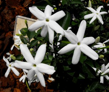 Jasminum angulare on display at the San Diego County Fair, California, USA. Identified by exhibitor's sign.