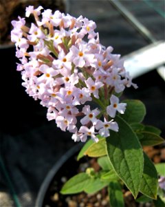 Photo of the inflorescence of Buddleja delavayii, taken in the greenhouse of Longstock Park Nursery.