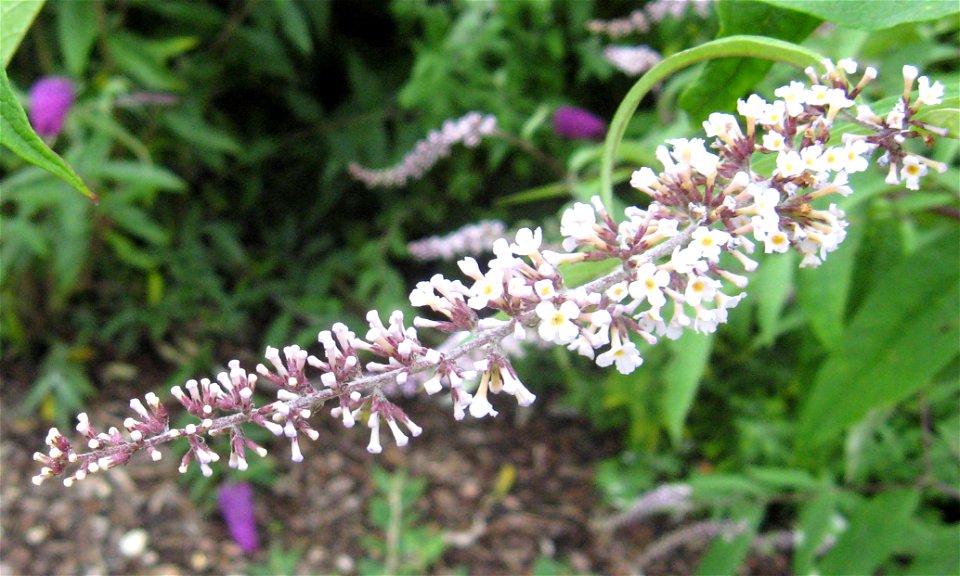 Photo of the inflorescence of Buddleja albiflora.