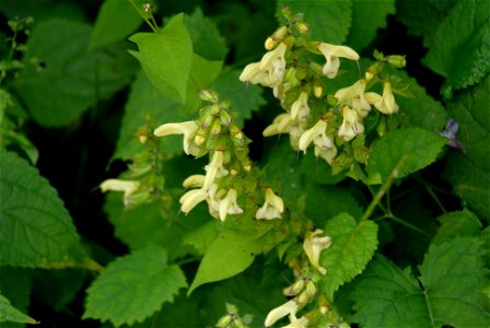 Salvia nipponica, Ohkura-vill., Yamagata-ken, Nippon
