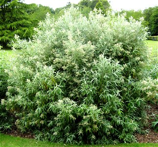 Photo of Buddleja loricata, Longstock Park Nursery, Hampshire