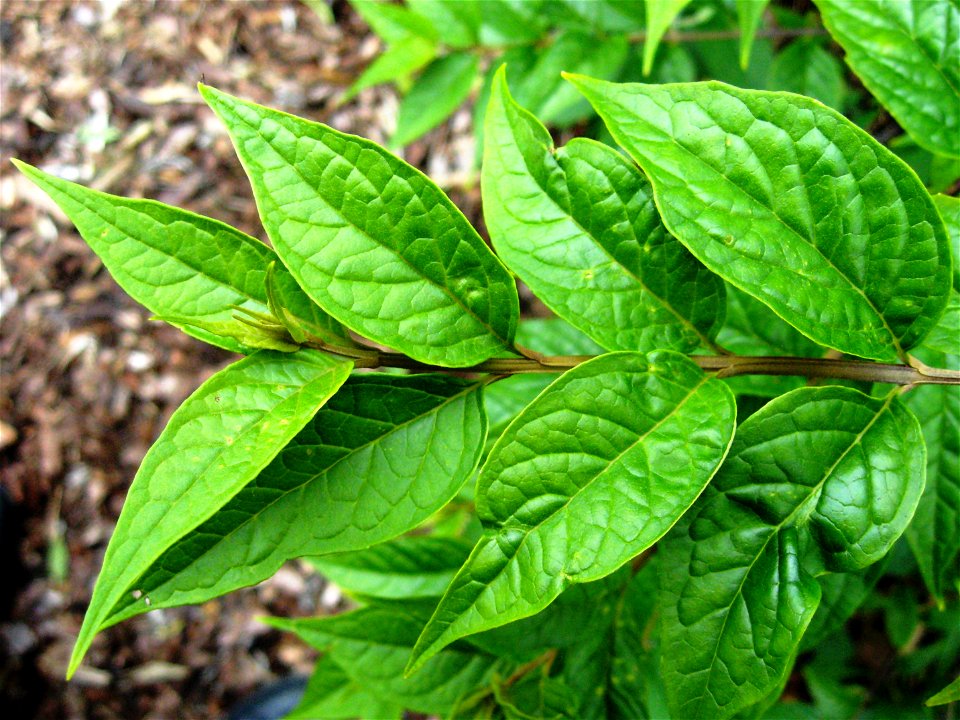 Photo of  foliage, Longstock Park Nursery, Hampshire