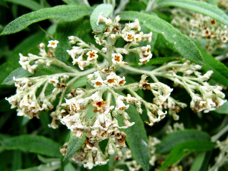 Photo of Buddleaj loricata flowers, Longstock Park Nursery, Hampshire.