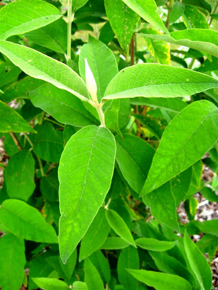 Photo of the foliage of Buddleja paniculata taken at Longstock Park Nursery.