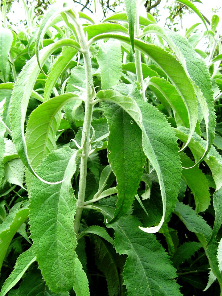 Photo of the leaves of Buddleja nivea var. yunnanensis, taken at Longstock Park Nursery, Hampshire.