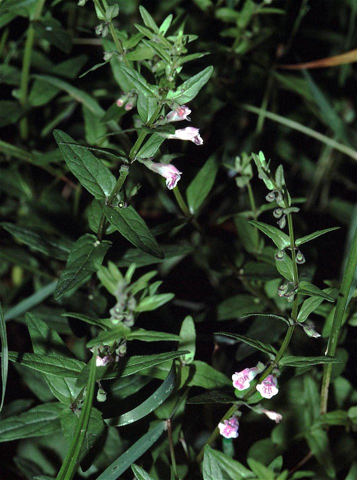 Scutellaria minor1 eF
