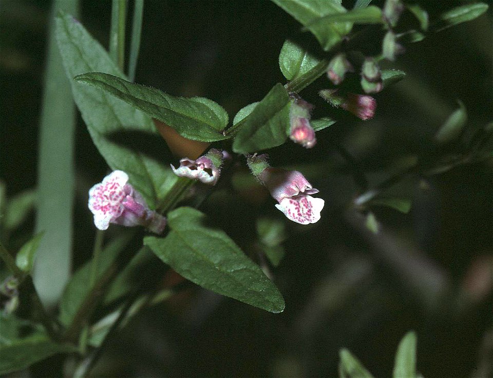 Scutellaria minor2 eF