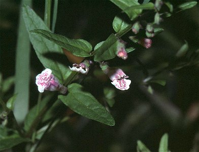Scutellaria minor2 eF