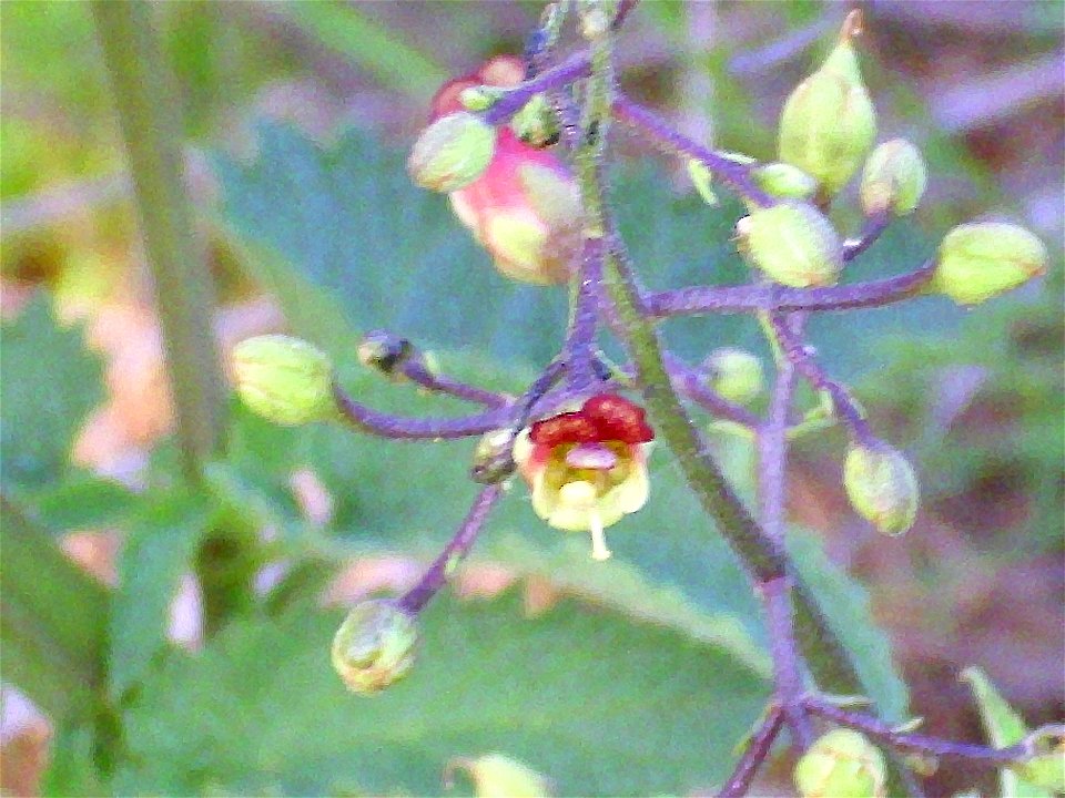 Scrophularia auriculata flowers and fruits, Sierra Madrona, Spain