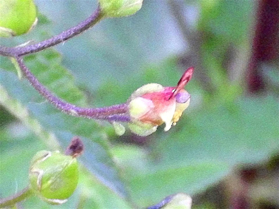 Scrophularia auriculata flower side, Sierra Madrona, Spain