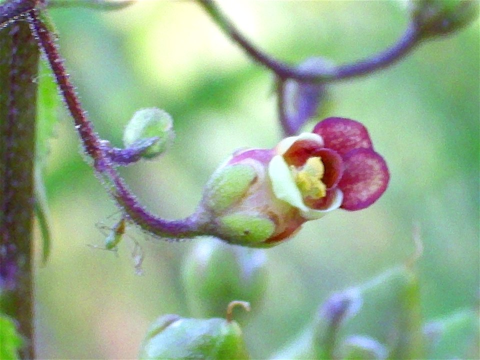 Scrophularia auriculata front of the flower , Sierra Madrona, Spain