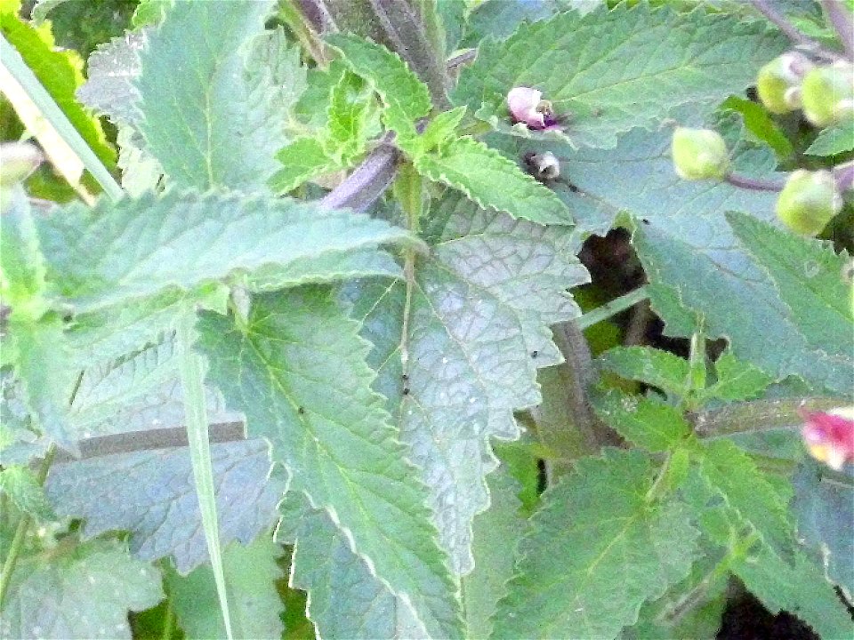 Scrophularia auriculata stem and leaves, Sierra Madrona, Spain