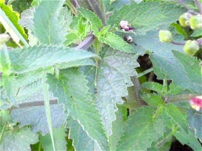 Scrophularia auriculata stem and leaves, Sierra Madrona, Spain