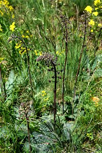 Young plant Verbascum phoeniceum on hill Radobýl near Litoměřice, Czech republic