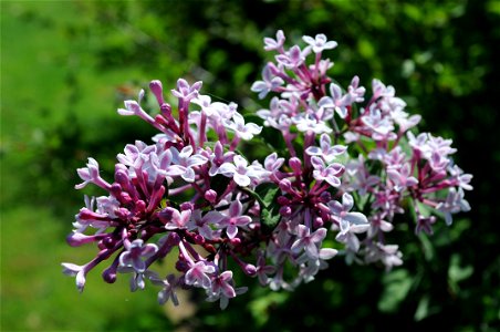 Closeup on small pink flowers of a Syringa pubescens subsp. microphylla 'Superba' at Hulda Klager Lilac Gardens in Woodland, Washington. Some buds are closed, some are open, and some are partially ope