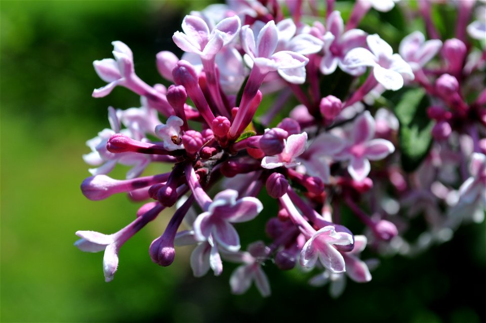 Close macro shot on small pink flowers of a Syringa pubescens subsp. microphylla 'Superba' at Hulda Klager Lilac Gardens in Woodland, Washington. Some buds are closed, some are open, and some are part photo