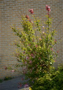 Syringa pubescens subsp. microphylla ´Superba´ Nederlands: Dwergsering photo