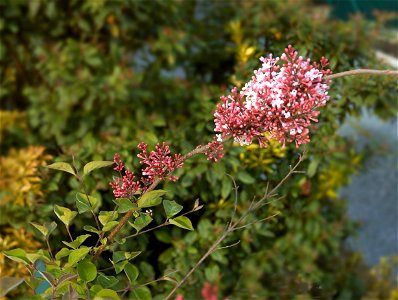 Syringa pubescens subsp. microphylla ´Superba´ Nederlands: Dwergsering photo