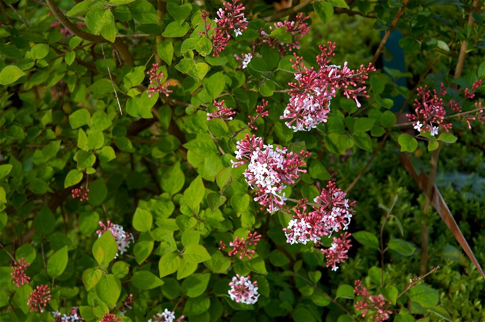 Syringa pubescens subsp. microphylla ´Superba´ Nederlands: Dwergsering photo