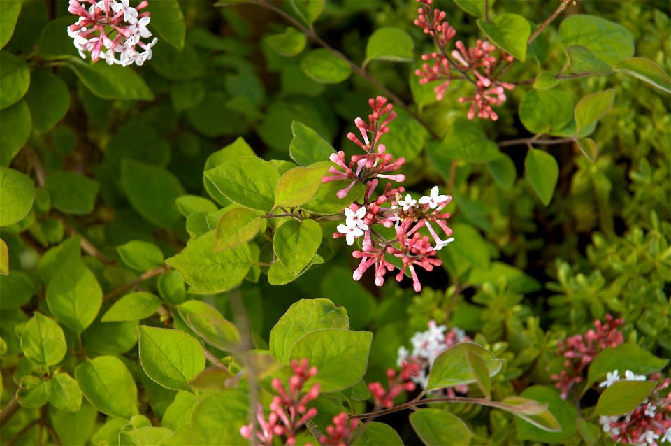 Syringa pubescens subsp. microphylla ´Superba´
Nederlands:  Dwergsering