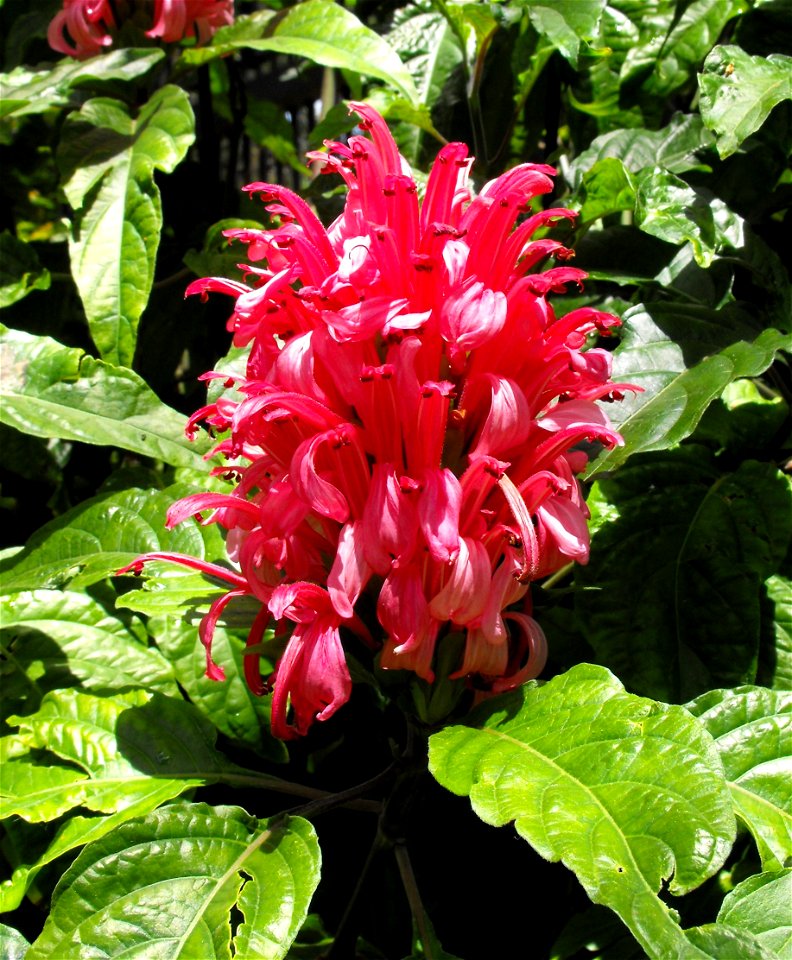Justicia carnea in the Botanical Building at Balboa Park in San Diego, California, USA. Identified by sign.