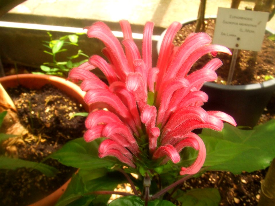 Justicia carnea, picture taken at the Hortus Botanicus Leiden, The Netherlands