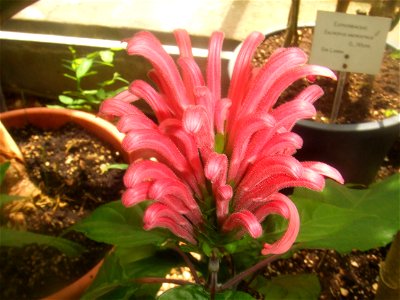 Justicia carnea, picture taken at the Hortus Botanicus Leiden, The Netherlands photo