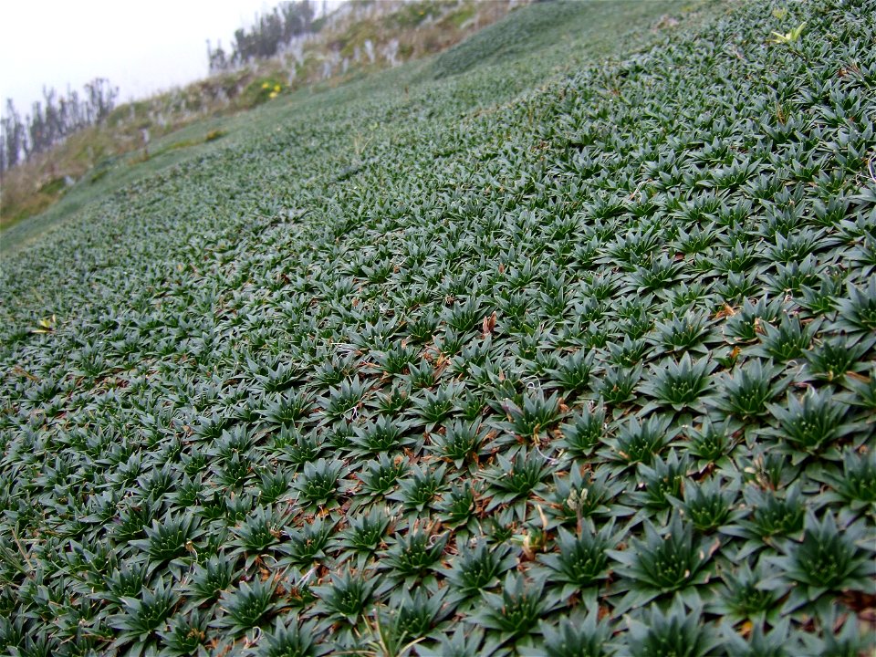 Plantago rigida in Ecuador