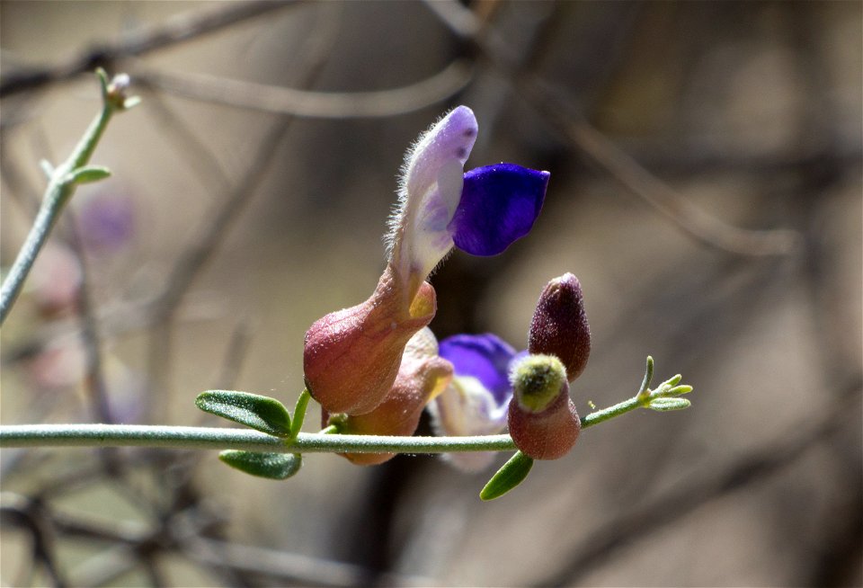 NPS/Hannah Schwalbe