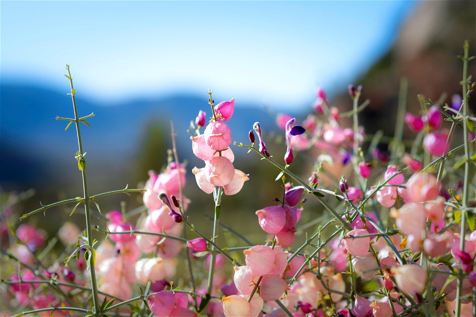 NPS / Emily Hassell

Alt text: The pink bubbly growths of a paperbag bush (Scutellaria mexicana) are contrasted against blurry blue mountains and sky in the distance.