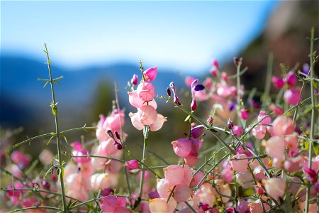 NPS / Emily Hassell Alt text: The pink bubbly growths of a paperbag bush (Scutellaria mexicana) are contrasted against blurry blue mountains and sky in the distance. photo