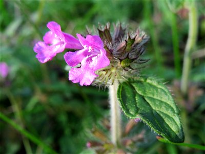 Gemeiner Wirbeldost (Clinopodium vulgare) im Naturschutzgebiet St. Arnualer Wiesen