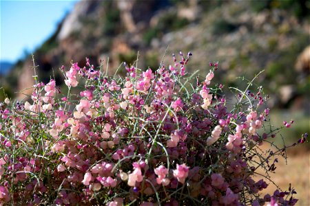 NPS / Emily Hassell Alt text: Purple, pink, and yellow bubbly growths of a paperbag bush (Scutellaria mexicana) are offset against a rocky mountain background. photo